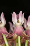 Purple milkweed